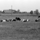 Archiv der Region Hannover, ARH NL Dierssen 1393/0026, Kühe auf der Weide, Stotel