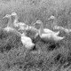 ARH NL Dierssen 1393/0027, Gänse im Gras, Stotel