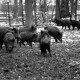 Archiv der Region Hannover, ARH NL Dierssen 1399/0031, Wildschweine, Altenhagen