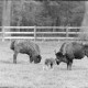 Archiv der Region Hannover, ARH NL Dierssen 1410/0001, Wisente mit Nachwuchs, Springe
