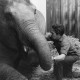 Archiv der Region Hannover, ARH NL Dierssen 1489/0001, Elefantengeburt im Zoo Hannover