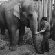 Archiv der Region Hannover, ARH NL Dierssen 1489/0002, Elefantengeburt im Zoo Hannover