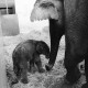 Archiv der Region Hannover, ARH NL Dierssen 1491/0001, Elefanten-Jungtier im Zoo Hannover