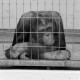 Archiv der Region Hannover, ARH NL Dierssen 1493/0018, Menschenaffe im Zoo Hannover