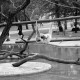 ARH NL Dierssen 1493/0022, Affen im Zoo Hannover