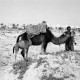 ARH NL Dierssen 1521/0029, Kamele am Strand, Djerba