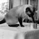 Archiv der Region Hannover, ARH NL Dierssen 1609/0005, Katze frisst mit Pfote, Alfeld