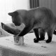 Archiv der Region Hannover, ARH NL Dierssen 1609/0006, Katze frisst mit Pfote, Alfeld