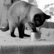 Archiv der Region Hannover, ARH NL Dierssen 1609/0008, Katze frisst mit Pfote, Alfeld