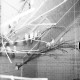 Archiv der Region Hannover, ARH NL Dierssen G 150, Vögel beim Vogelhändler Widdelmann, Nienstedt