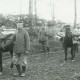 Archiv der Region Hannover, ARH NL Kageler 108, 1. Weltkrieg, Pferde als Tragetier, Priesterwald (Bois-le-Prêtre), Frankreich