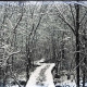 Archiv der Region Hannover, ARH NL Kageler 380, 1. Weltkrieg, Waldweg im Winter, Frankreich