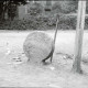 Archiv der Region Hannover, ARH NL Kageler 1196, Kreuzstein, Stadthagen
