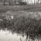 Archiv der Region Hannover, ARH NL Kageler 2421, Sumpflandschaft, Ihme-Roloven