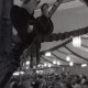 Archiv der Region Hannover, ARH NL Koberg 11979, Schützenfest, Hannover