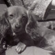 Archiv der Region Hannover, ARH NL Koberg 12101, Hundeausstellung, Hannover
