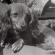 ARH NL Koberg 12103, Hundeausstellung, Hannover