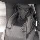 Archiv der Region Hannover, ARH NL Koberg 12109, Hundeausstellung, Hannover