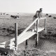 Archiv der Region Hannover, ARH NL Koberg 5492, Mann auf einer Brücke vor weidenden Kühen, Insel Neuwerk