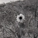 ARH NL Koberg 5589, Düne mit Strandhafer und einer Sonnenblume, Insel Neuwerk