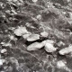 Archiv der Region Hannover, ARH NL Koberg 5603, Muscheln im Watt, Insel Neuwerk