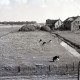 ARH NL Koberg 5648, Weide mit Kühen, Insel Neuwerk