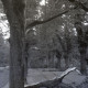 Archiv der Region Hannover, ARH NL Koberg 6453, Sturmschäden, Hannover