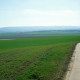 Archiv der Region Hannover, ARH NL Machinowski 318, Blick auf ein Feld, Lemmie