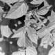 Archiv der Region Hannover, ARH NL Mellin 01-038/0014, Kartoffelkäfer auf Kartoffelpflanze
