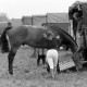 Archiv der Region Hannover, ARH NL Mellin 01-041/0006, 