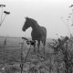 ARH NL Mellin 01-057/0025, 