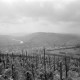 ARH NL Mellin 01-088/0018, Blick von einem Weinberg auf die umliegende Berglandschaft