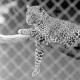 Archiv der Region Hannover, ARH NL Mellin 01-092/0024, Leopard