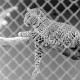 ARH NL Mellin 01-092/0025, Leopard