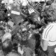 ARH NL Mellin 01-109/0009, Bundespolizei mit Schutzschilden bei einer Demonstration
