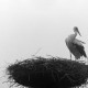 Archiv der Region Hannover, ARH NL Mellin 01-131/0010, Storch im Nest