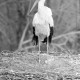 Archiv der Region Hannover, ARH NL Mellin 01-131/0012, Storch im Nest