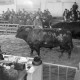 ARH NL Mellin 01-163/0010, Vorführen von Rind als Leistungstiere