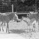 ARH NL Mellin 02-020/0002, Zebras im Zoo