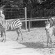 Archiv der Region Hannover, ARH NL Mellin 02-020/0003, Zebras im Zoo