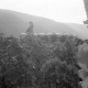 Archiv der Region Hannover, ARH NL Mellin 02-032/0016, Weinfeld an der Mosel, Ernst?