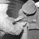 Archiv der Region Hannover, ARH NL Mellin 02-035/0001, Betrachtung eines Schafes