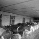 ARH NL Mellin 02-066/0002, Kühe in einem Stall