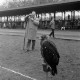 ARH NL Mellin 02-108/0007, Trainierter Steinadler auf einem Pfosten sitzend, im Hintergrund ein Fotograf und Publikum