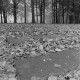 Archiv der Region Hannover, ARH NL Mellin 02-159/0003, Trittsteine in einem Wald
