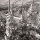 Archiv der Region Hannover, ARH NL Mellin 02-172/0020, Blick von einem Weinberg