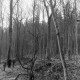 Archiv der Region Hannover, ARH NL Mellin 02-181/0004, (Sturm-?)Schäden in einem Wald