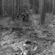 ARH NL Mellin 02-181/0006, (Sturm-?)Schäden in einem Wald