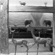 ARH NL Mellin 02-192/0002, Tierskulpturen in einem Wohnzimmer