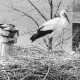 Stadtarchiv Neustadt a. Rbge., ARH Slg. Bartling 540, Storchennest mit stehendem Storch